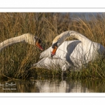 Cygne tuberculé (Cygnus olor - Mute Swan)