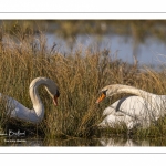 Cygne tuberculé (Cygnus olor - Mute Swan)