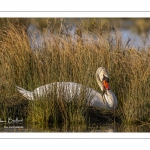 Cygne tuberculé (Cygnus olor - Mute Swan)