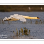 Cygne tuberculé (Cygnus olor - Mute Swan)