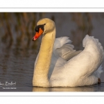 Cygne tuberculé (Cygnus olor - Mute Swan)