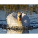 Cygne tuberculé (Cygnus olor - Mute Swan)