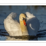 Cygne tuberculé (Cygnus olor - Mute Swan)