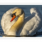 Cygne tuberculé (Cygnus olor - Mute Swan)