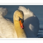 Cygne tuberculé (Cygnus olor - Mute Swan)