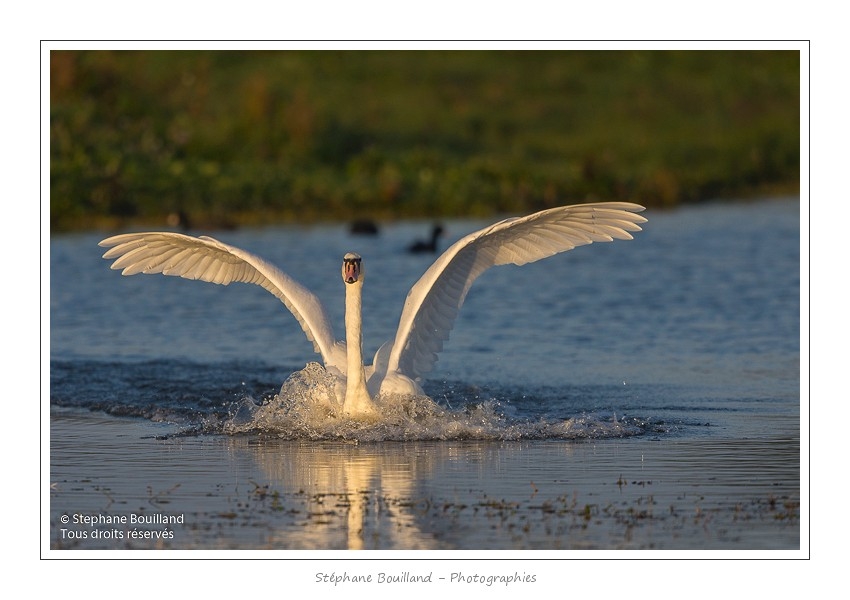 Cygne_tubercule_21_09_2015_015-border