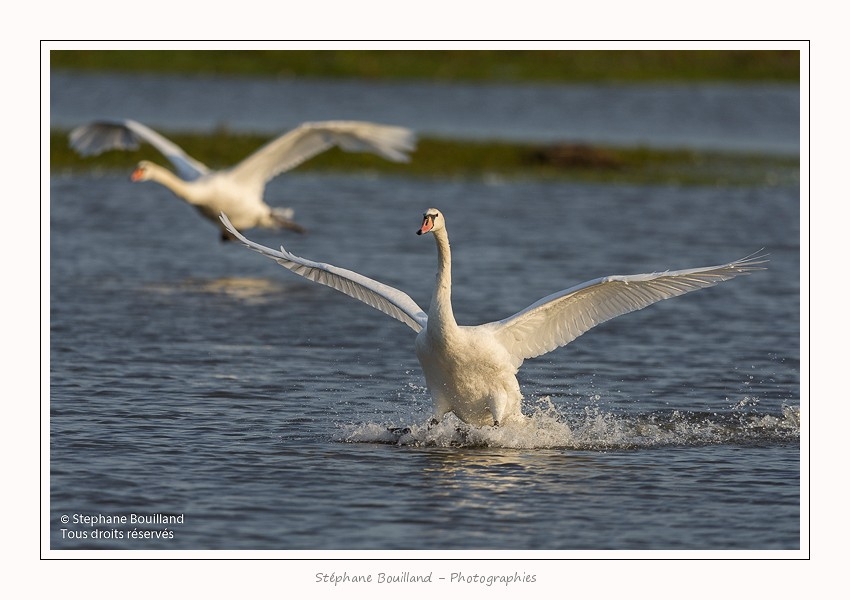Cygne_tubercule_23_08_2015_002-border