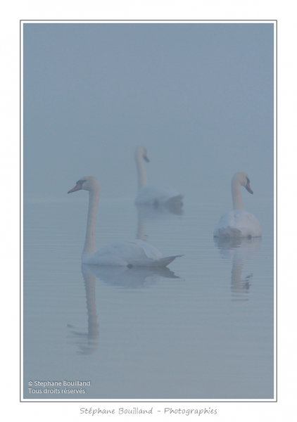Cygne_tubercule_26_09_2015_003-border