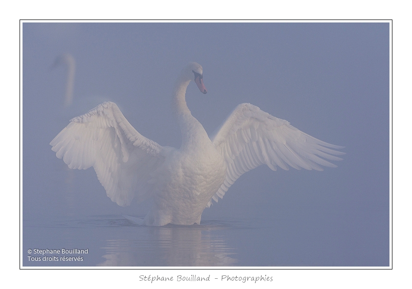 Cygne_tubercule_26_09_2015_020-border