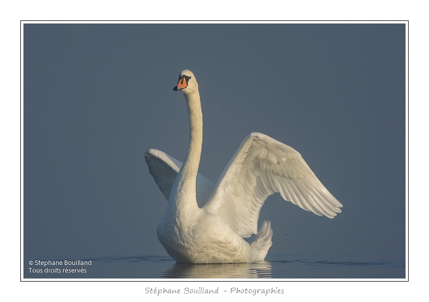 Cygne_tubercule_26_09_2015_037-border
