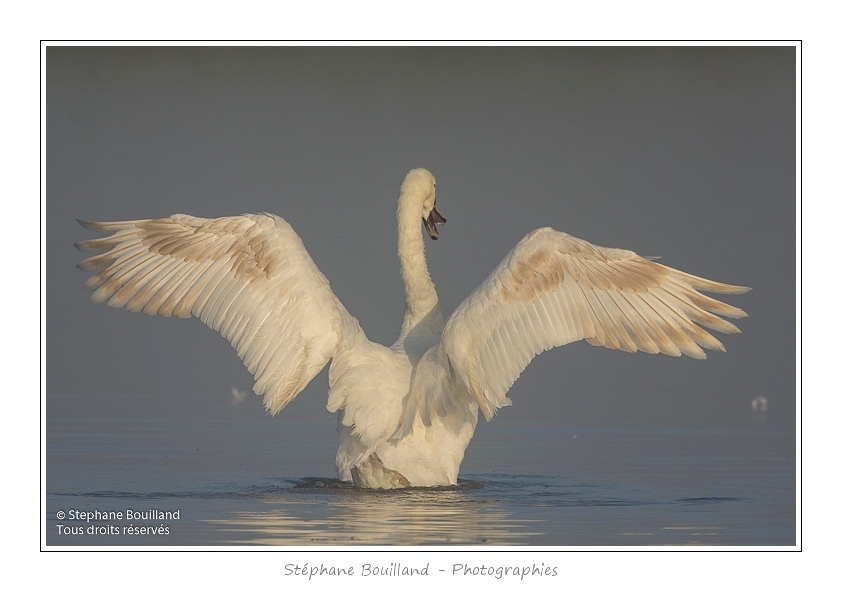 Cygne_tubercule_26_09_2015_047-border