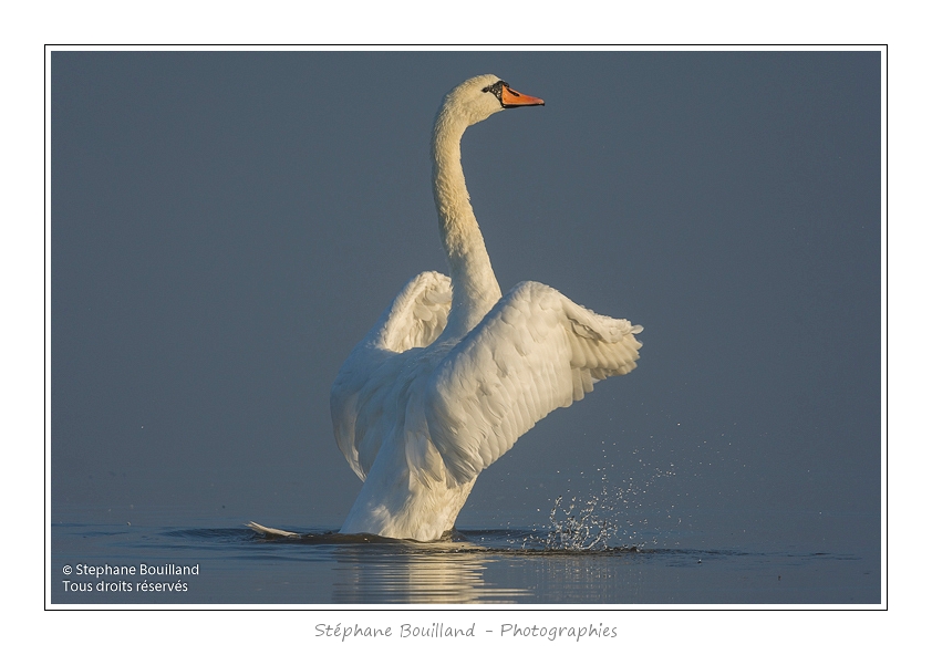 Cygne_tubercule_26_09_2015_054-border