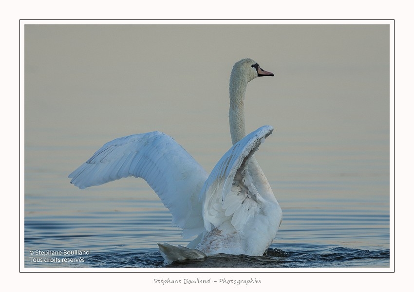 cygne_tubercule_11_09_2015_001-border
