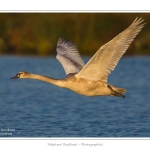 Cygne_tubercule_21_09_2015_004-border