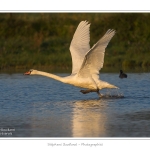 Cygne_tubercule_21_09_2015_008-border