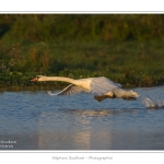 Cygne_tubercule_21_09_2015_010-border