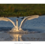 Cygne_tubercule_21_09_2015_015-border