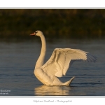 Cygne_tubercule_21_09_2015_018-border