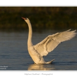 Cygne_tubercule_21_09_2015_019-border