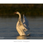 Cygne_tubercule_21_09_2015_020-border