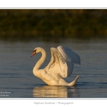 Cygne_tubercule_21_09_2015_021-border