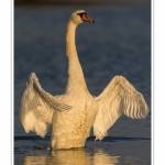 Cygne_tubercule_21_09_2015_022-border