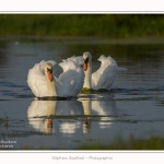 Cygne_tubercule_23_08_2015_003-border