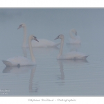 Cygne_tubercule_26_09_2015_001-border