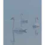 Cygne_tubercule_26_09_2015_003-border