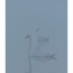 Cygne_tubercule_26_09_2015_004-border