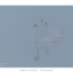 Cygne_tubercule_26_09_2015_005-border