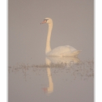 Cygne_tubercule_26_09_2015_010-border