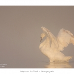 Cygne_tubercule_26_09_2015_011-border
