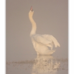 Cygne_tubercule_26_09_2015_013-border