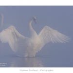 Cygne_tubercule_26_09_2015_020-border