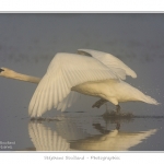 Cygne_tubercule_26_09_2015_022-border