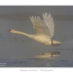 Cygne_tubercule_26_09_2015_025-border