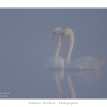Cygne_tubercule_26_09_2015_029-border