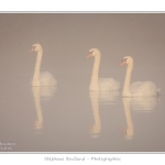 Cygne_tubercule_26_09_2015_031-border