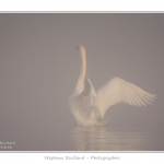 Cygne_tubercule_26_09_2015_032-border
