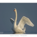 Cygne_tubercule_26_09_2015_037-border