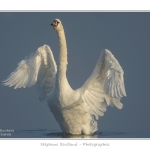 Cygne_tubercule_26_09_2015_041-border