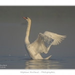Cygne_tubercule_26_09_2015_043-border