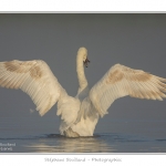 Cygne_tubercule_26_09_2015_047-border