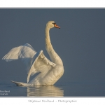 Cygne_tubercule_26_09_2015_048-border