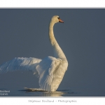 Cygne_tubercule_26_09_2015_050-border