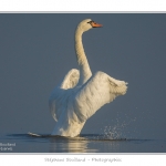Cygne_tubercule_26_09_2015_054-border