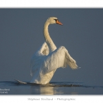 Cygne_tubercule_26_09_2015_056-border