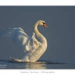 Cygne_tubercule_26_09_2015_057-border