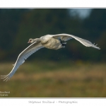 Cygne_tubercule_26_09_2015_061-border